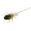13 Pesca BAMF Pan Pescado Plásticos