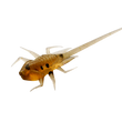 13 Pesca BAMF Pan Pescado Plásticos