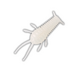 Great Lakes Finesse Ned Bug