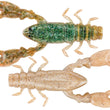 Berkley PowerBait Le Champion Craw