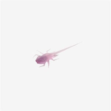 13 Pesca BAMF Pan Pescado Plásticos