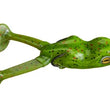 Grenouille écume Little Bigfoot
