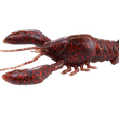 Megabass Sleeper Craw