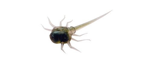 13 Fishing Coconut Crab Pan Fish Plastics