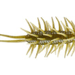 HIDEUP Coike Shrimp MAGNUM