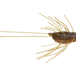 Evergreen Flutter Gizmo