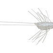 Evergreen Flutter Gizmo