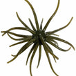 Big Lunks Elastomer Urchin-Style Bait 25mm