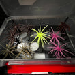NFP Designs Urchin Style Bait Holder