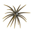 Berkley PowerBait MaxScent 'Moeba