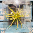 Hag’s Prickly Pear