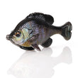 Savage Gear Pulse Tail Bluegill LB