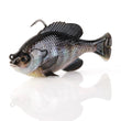 Savage Gear Pulse Tail Bluegill RTF