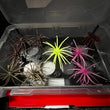 NFP Designs Urchin Style Bait Holder
