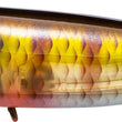 Yo-Zuri Pro Popper