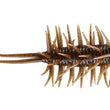 HIDEUP Coike Shrimp MEDIUM