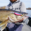 RAPALA HARVEST SHAD