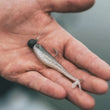 VMC REDLINE SERIES® TUNGSTEN SWIMBAIT JIG
