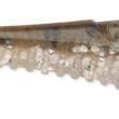 Rapala Mooch Minnow (CRUSHCITY™)