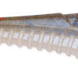 Rapala Mooch Minnow (CRUSHCITY™)