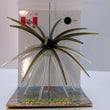 Big Lunks Elastomer Urchin-Style Bait 20mm