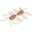 Strike King Sexy Bug (2 Sizes)