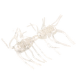 Strike King Sexy Bug (2 Sizes)